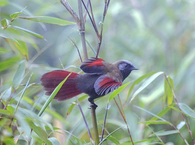 Red-winged Laughingthrush - Dinh Thinh