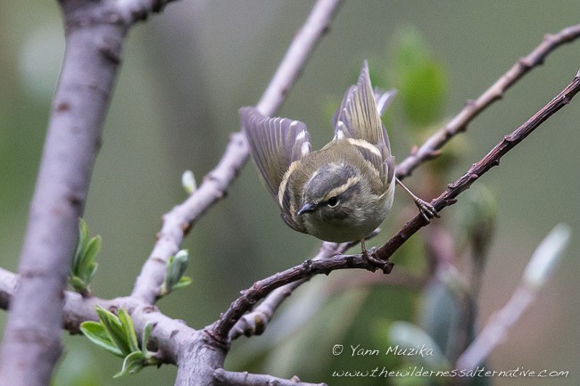 Hume's Warbler - ML379182661