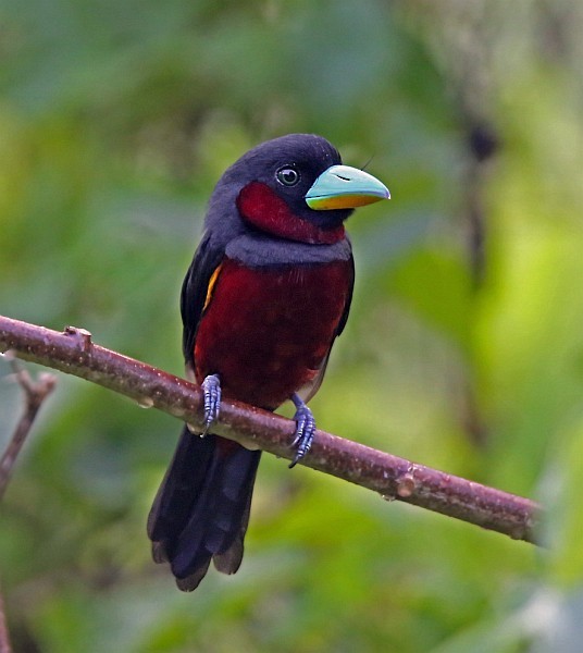 Black-and-red Broadbill (Black-and-red) - Stijn De Win