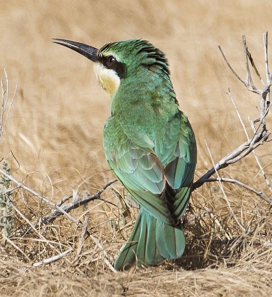 Blue-cheeked Bee-eater - ML379183191