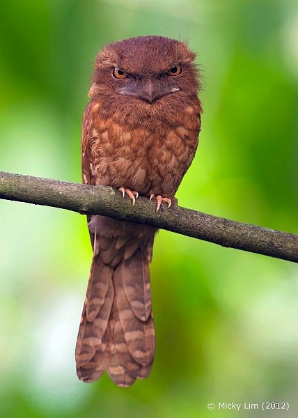 Gould's Frogmouth - Micky Lim
