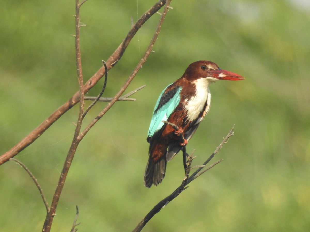 White-throated Kingfisher - Keramat Hafezi
