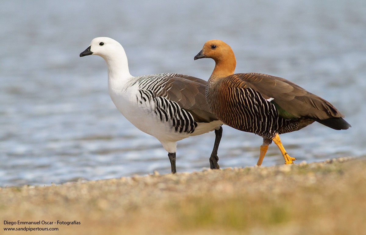 Upland Goose - Diego Oscar / Sandpiper Birding & Tours