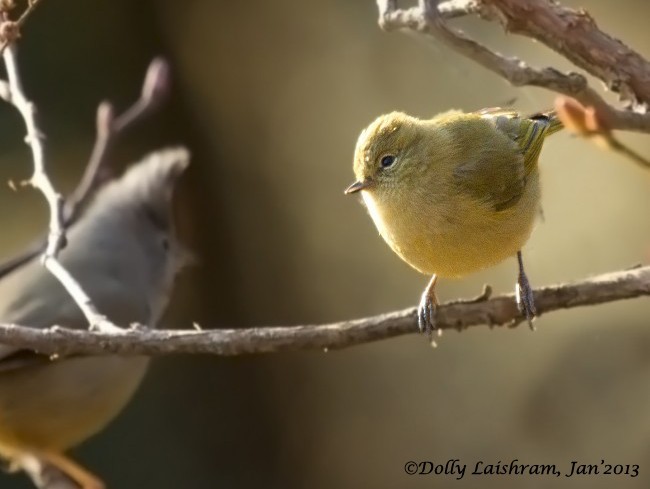 Yellow-browed Tit - ML379187871