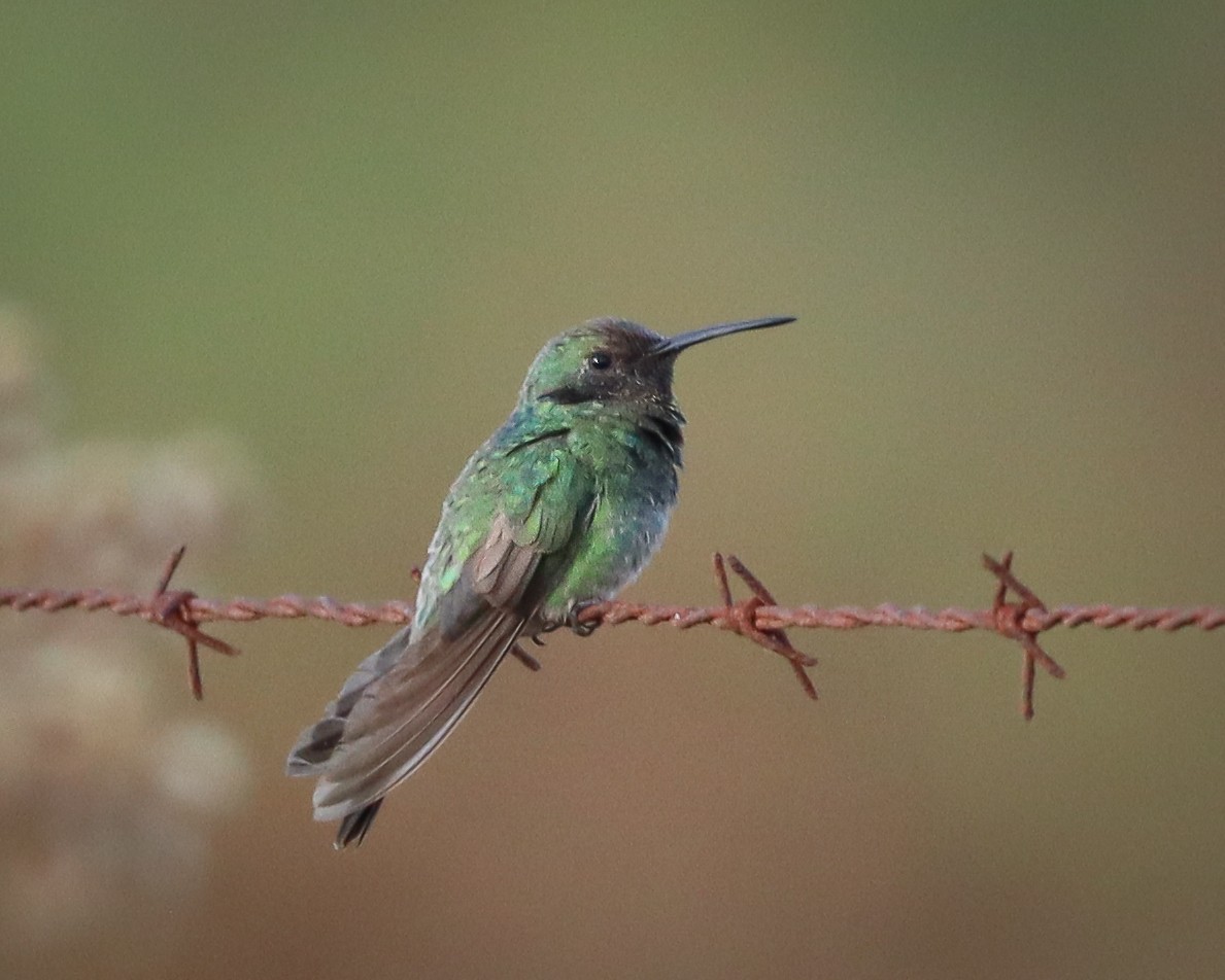 White-vented Violetear - Elby Anderson A Silva