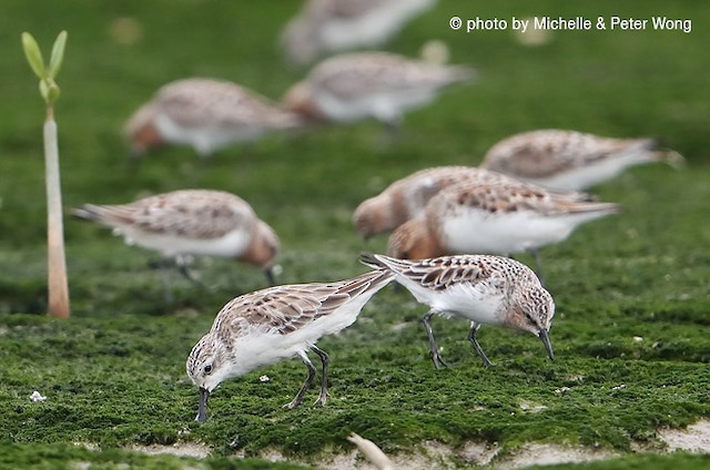 Variation in alternate plumages - Spoon-billed Sandpiper - 