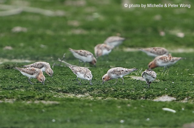 Variation in alternate plumages - Spoon-billed Sandpiper - 