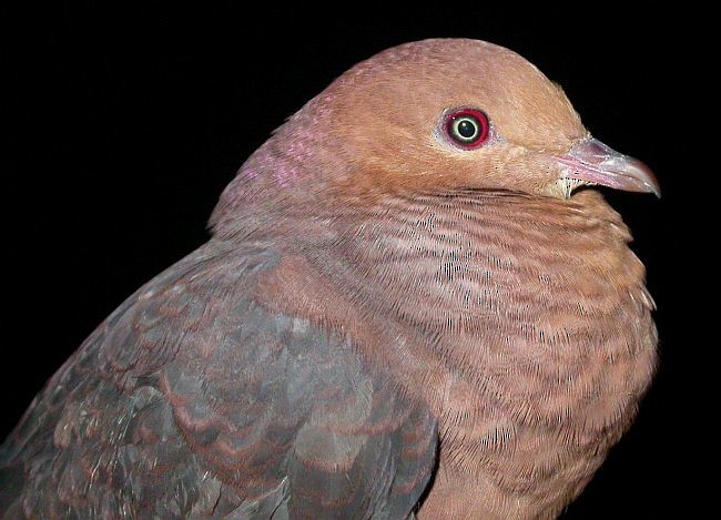 Philippine Cuckoo-Dove - ML379192471