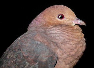 Philippine Cuckoo-Dove, ML379192471