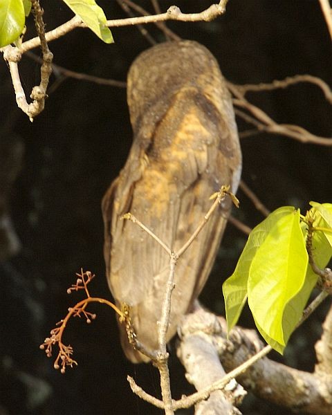 Sulawesi Masked-Owl - ML379197041