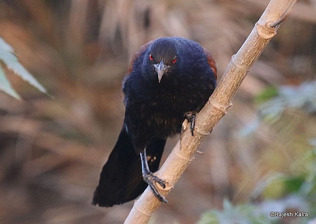 Greater Coucal (Southern) - ML379197601