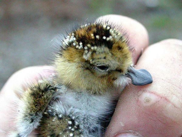 Natal Down. - Spoon-billed Sandpiper - 