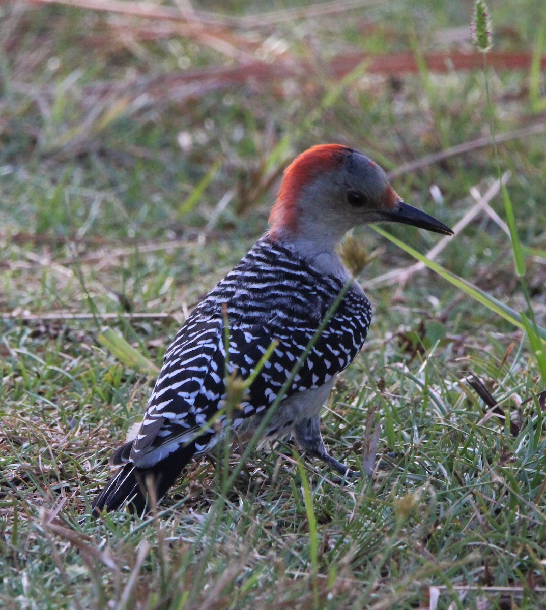 Red-bellied Woodpecker - ML379200381