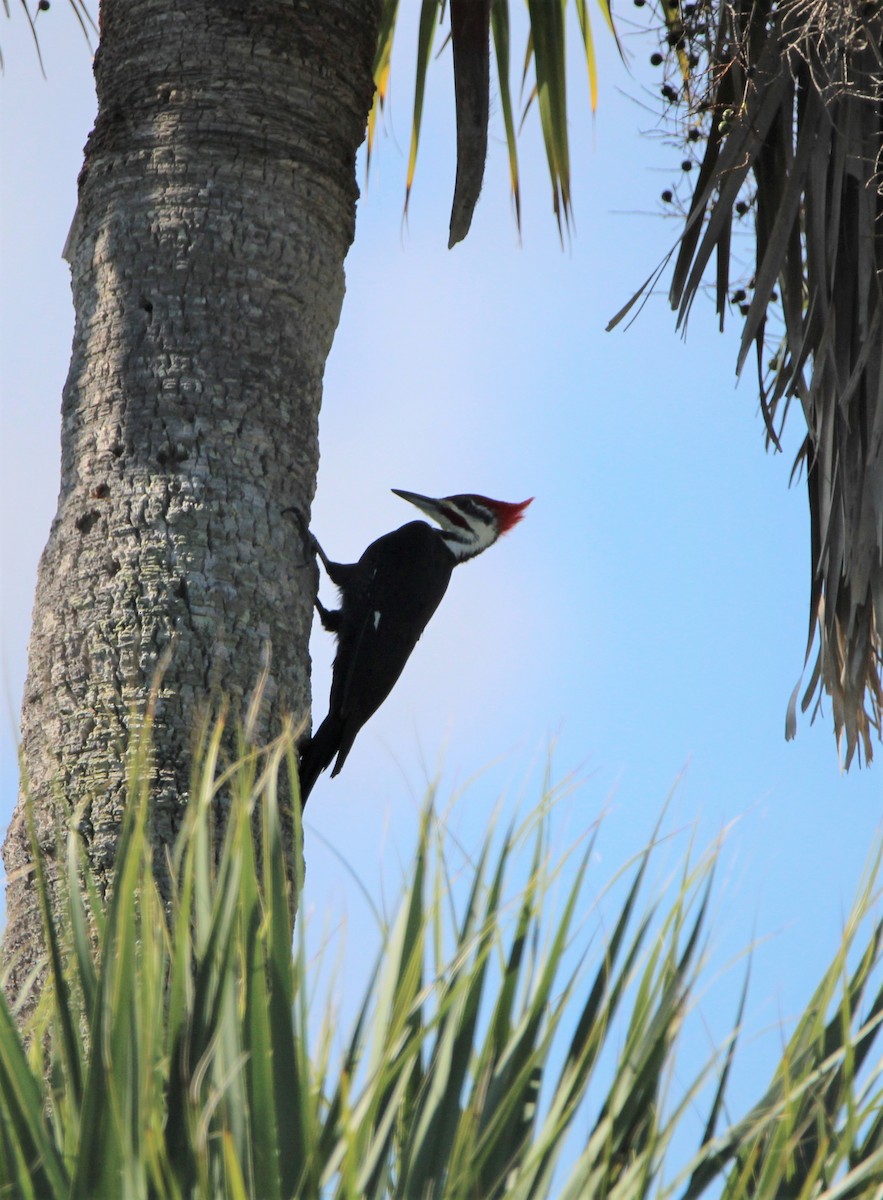 Pileated Woodpecker - Glenn Blaser