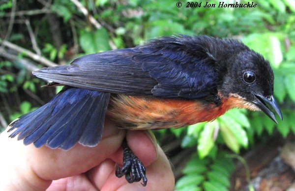 Adult male lateral view (subspecies&nbsp;<em>fulgidum</em>). - Pink-breasted Flowerpecker - 