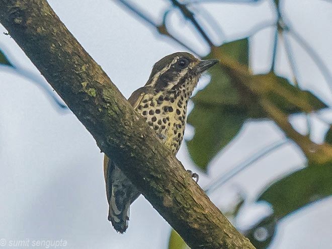 Speckled Piculet - ML379202571