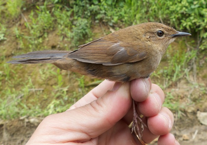 Russet Bush Warbler - ML379203661