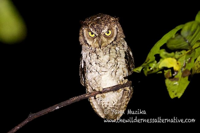 Moluccan Scops-Owl (Moluccan) - ML379204131