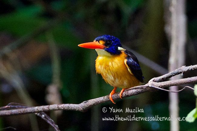 Moluccan Dwarf-Kingfisher (North Moluccan) - ML379204271