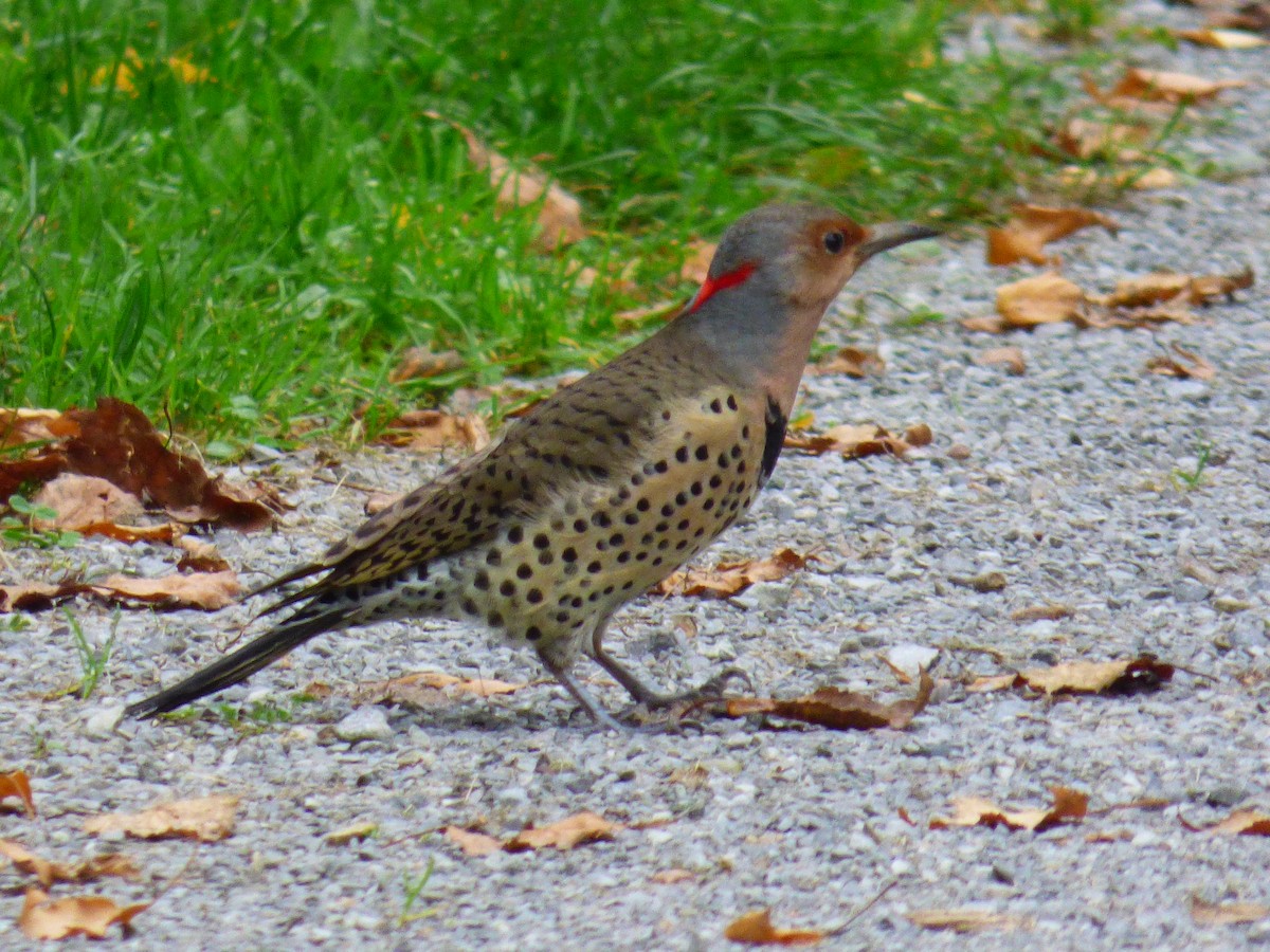 Northern Flicker (Yellow-shafted) - ML379205261