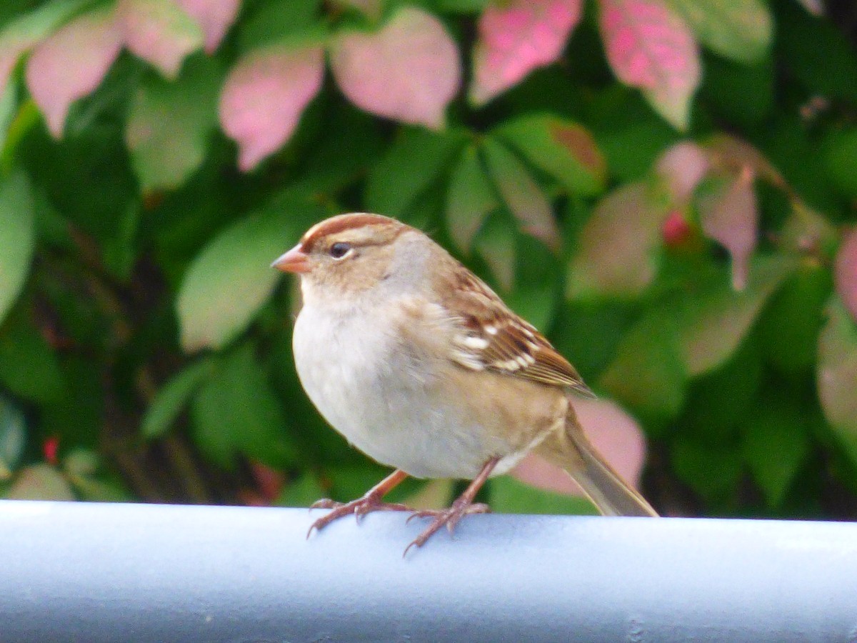 White-crowned Sparrow - C Douglas
