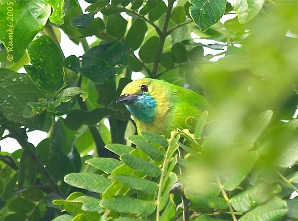 Jerdon's Leafbird - Ramki Sreenivasan