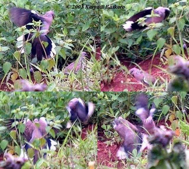 珠頸斑鳩(chinensis/tigrina) - ML379212421