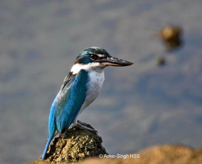 Collared Kingfisher (Oriental) - Amar-Singh HSS