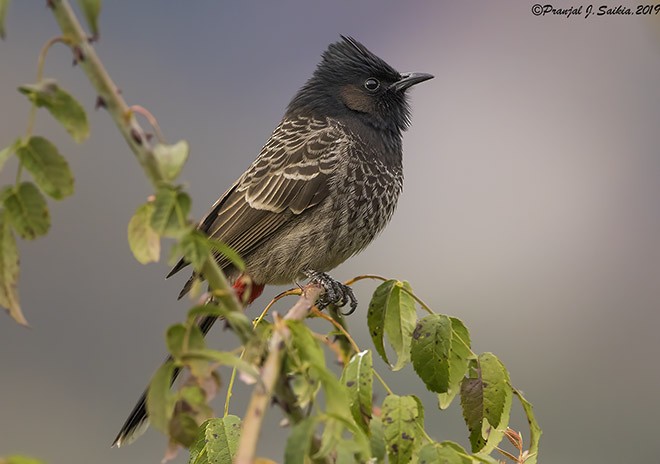 Red-vented Bulbul - ML379212831