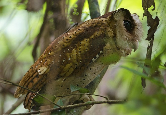 Sri Lanka Bay-Owl - ML379213861