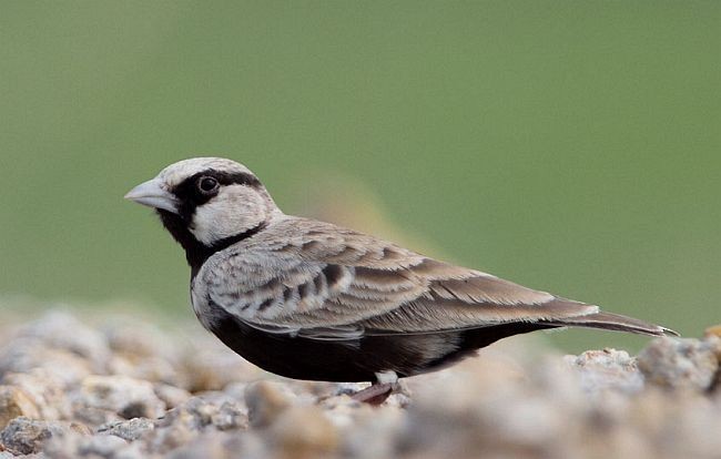 Ashy-crowned Sparrow-Lark - Gobind Sagar Bhardwaj