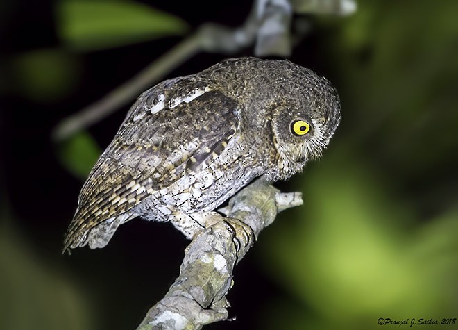 Oriental Scops-Owl (Walden's) - Pranjal J. Saikia