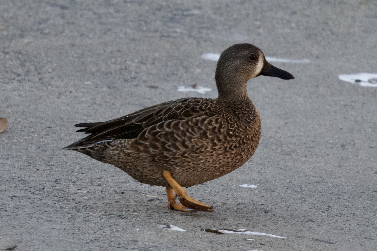 Blue-winged Teal - ML379217661