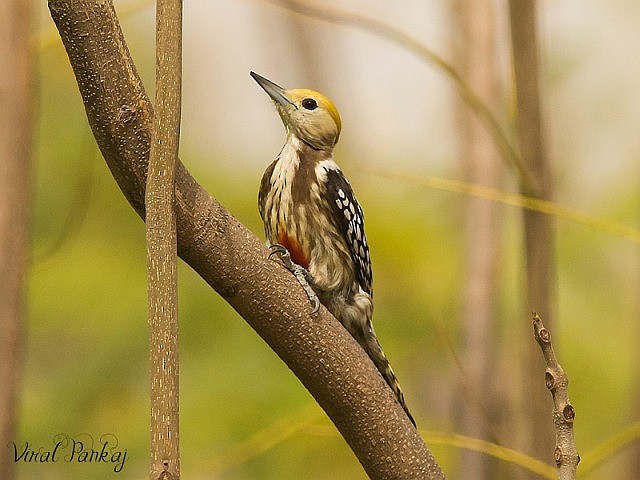 Yellow-crowned Woodpecker - ML379219951