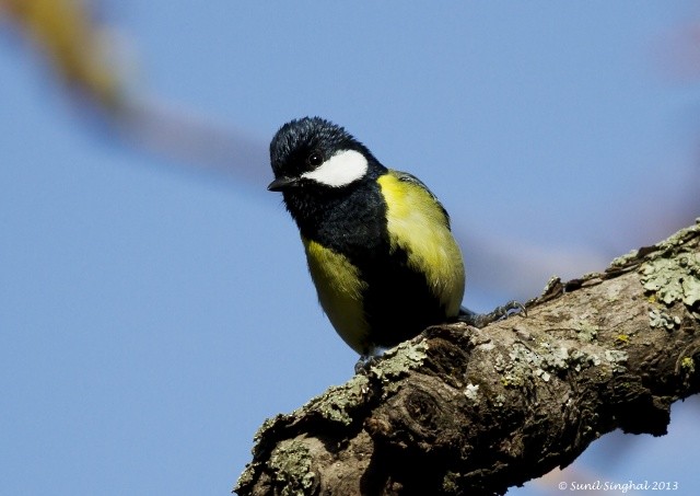 Green-backed Tit - ML379222191