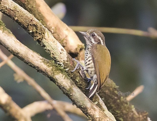 Speckled Piculet - ML379224121