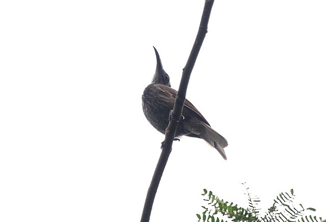 White-streaked Friarbird - ML379225281