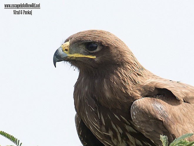 Indian Spotted Eagle - Pankaj Maheria
