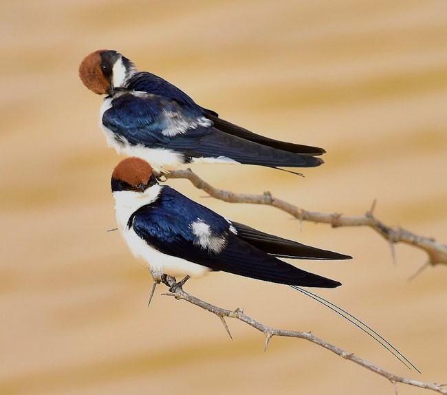 Wire-tailed Swallow - jaysukh parekh Suman