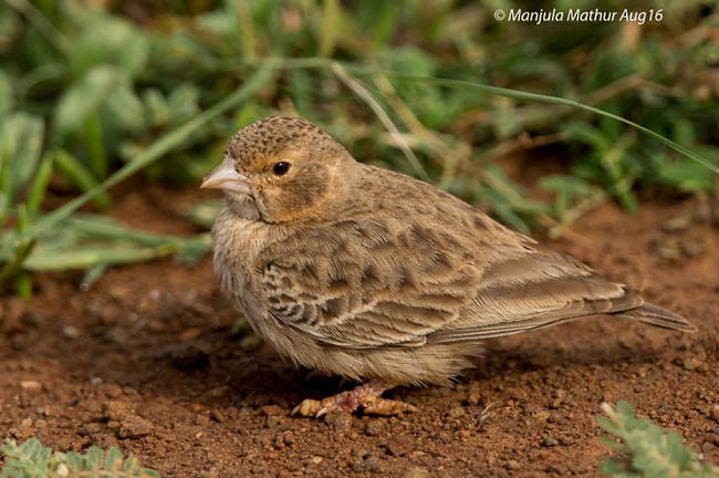 Ashy-crowned Sparrow-Lark - ML379230811