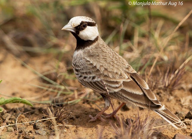 Ashy-crowned Sparrow-Lark - Manjula Mathur