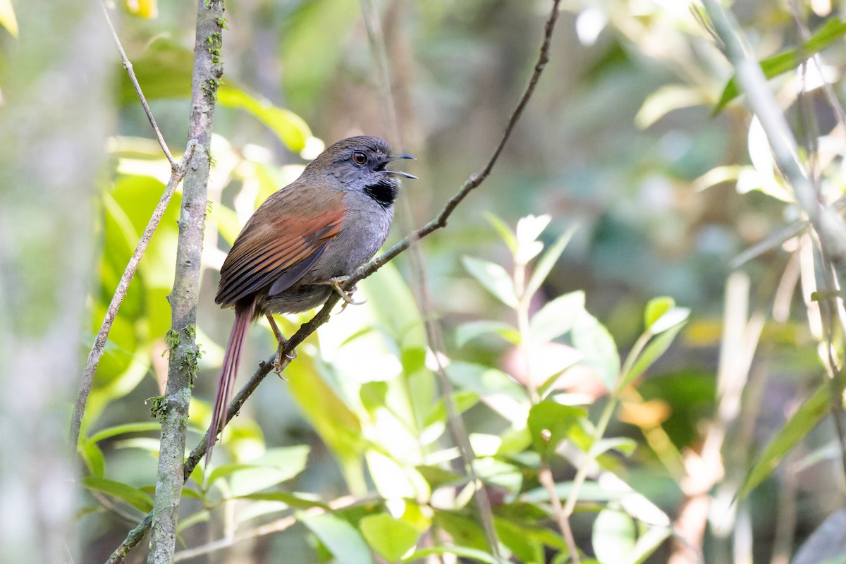 Gray-bellied Spinetail - ML379231021