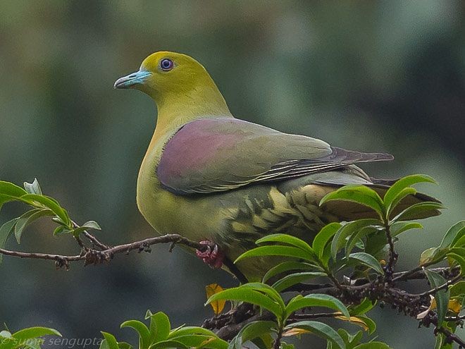 Wedge-tailed Green-Pigeon - Sumit  Sengupta