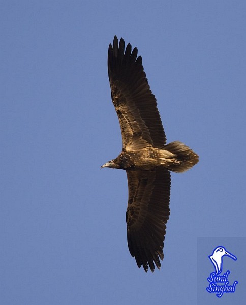 Egyptian Vulture - ML379234451