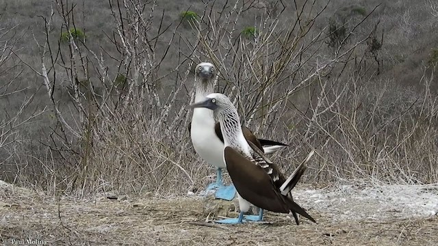 Blue-footed Booby - ML379235861