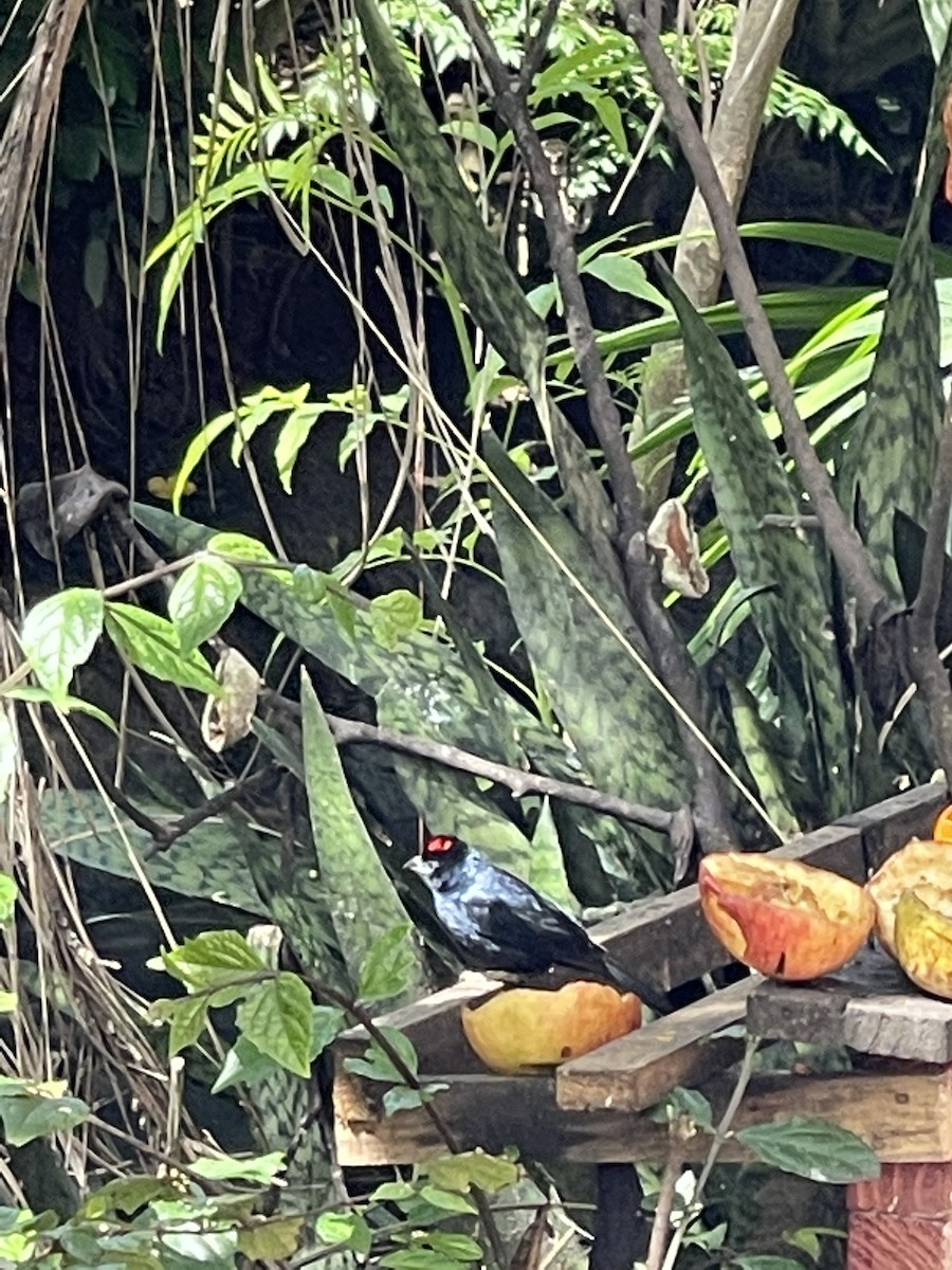 Ruby-crowned Tanager - ML379236651