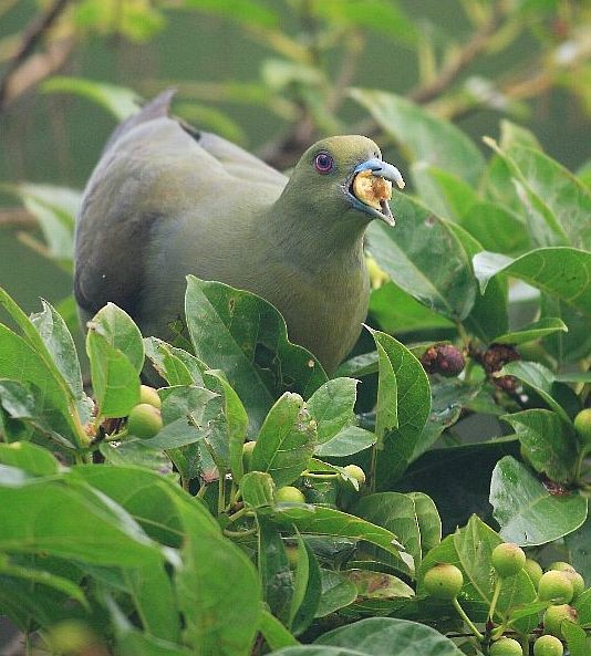 Whistling Green-Pigeon (Ryukyu) - ML379239581