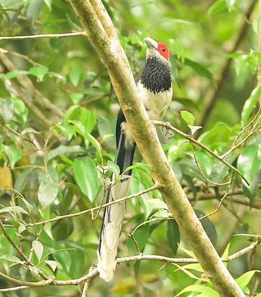 Red-faced Malkoha - ML379242441