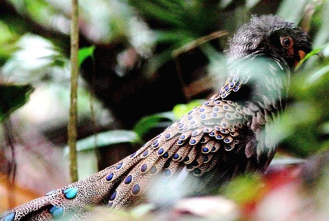 Malayan Peacock-Pheasant - ML379242571