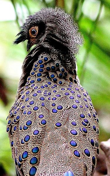 Malayan Peacock-Pheasant - ML379244101